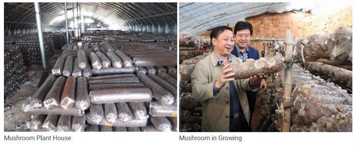 Low Investment Mushroom Substrate Bagger Mixer Machine